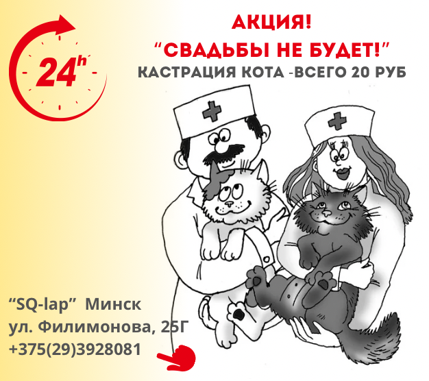 Акция - Свадьбы не будет! Кастрация котов
