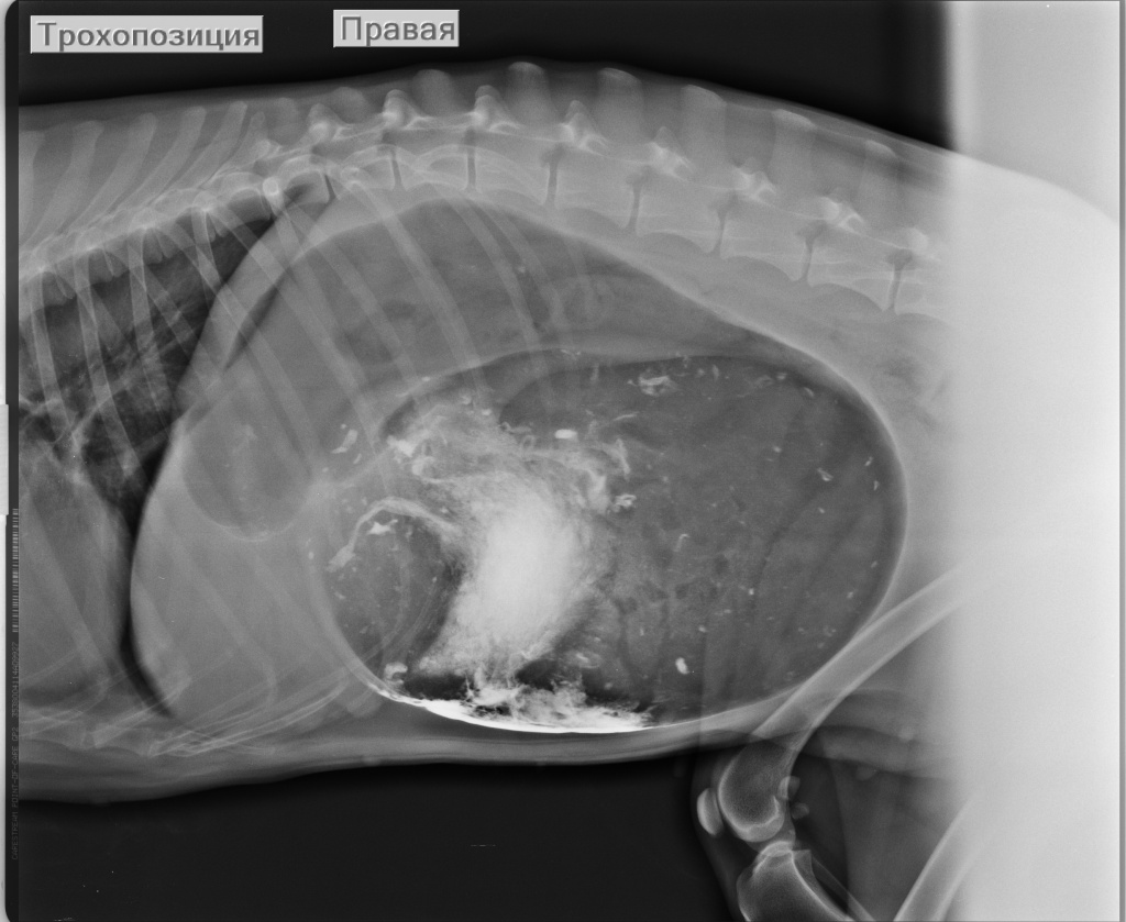 проведение рентгена у животного