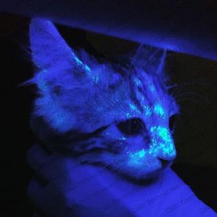 Микроспория у животных: опасность, диагностика и актуальность в последачный период