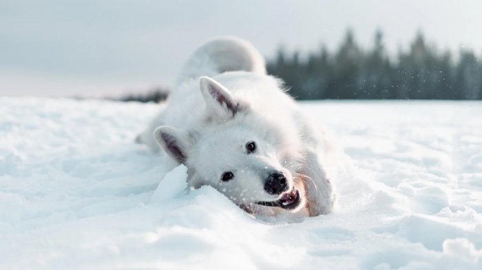 Зимний яд: можно ли есть снег собаке? 