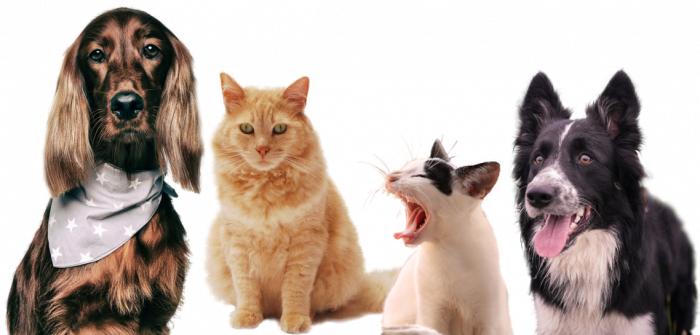 Ветеринарный СТАЦИОНАР